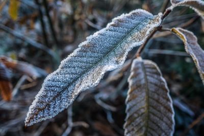 Close-up of leaf