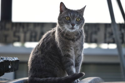 Close-up portrait of a cat