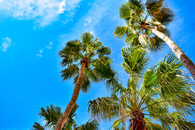 Low angle view of coconut palm trees against blue sky
