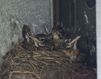 Close-up of birds in nest