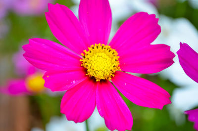 Close-up of pink flower blooming outdoors