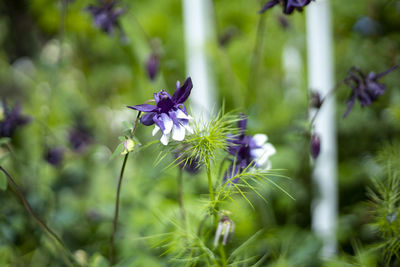 plant
