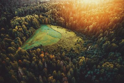 High angle view of plants in forest