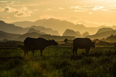 Water buffalo at phong nha, vietnam