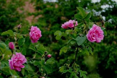 Close-up of pink flowers blooming outdoors