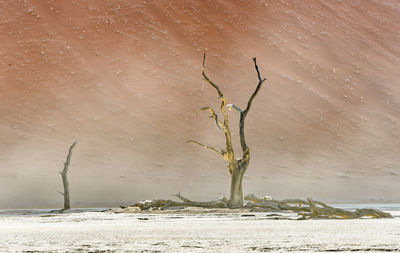 Dead tree on snow covered land