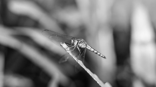 Close-up of damselfly on leaf