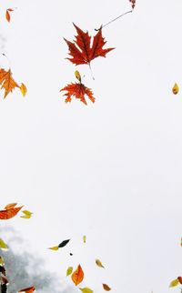 Low angle view of autumn leaves against sky