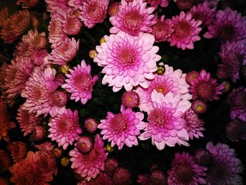 Close-up of flowers blooming outdoors