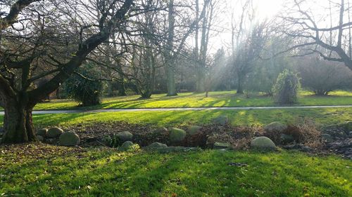 Scenic view of grassy field