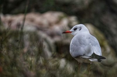 Close-up of seagull perching