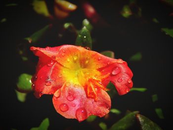 Close-up of water drops on red rose