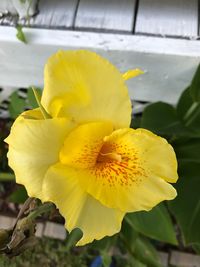 Close-up of yellow flower