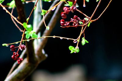 Close-up of berries growing on tree