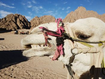 White camel in the desert of egypt