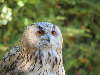 Close-up portrait of owl