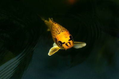 Close-up of fish swimming in sea