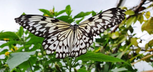 Close-up of butterfly pollinating flower