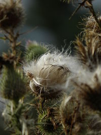 Close-up of plants