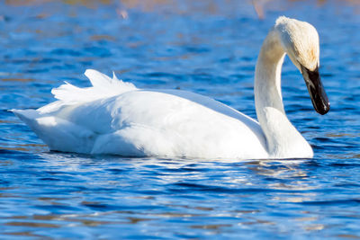 Swan swimming in lake