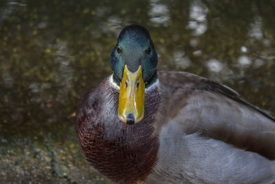 Close-up of a duck