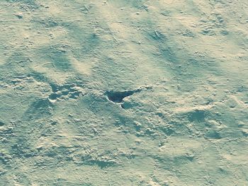 High angle view of lizard on land