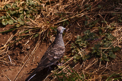 High angle view of bird perching on a field