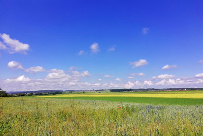 Scenic view of agricultural field against blue sky