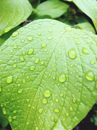 Close-up of water drops on leaf