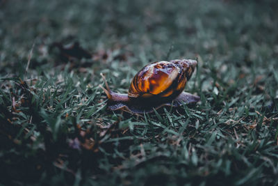 Close-up of snail on land