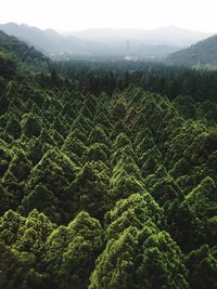 Scenic view of agricultural field