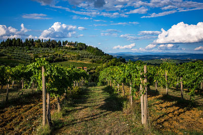 Vineyard against sky