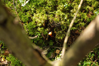 High angle view of lizard on field in forest