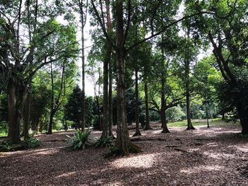 Trees in forest