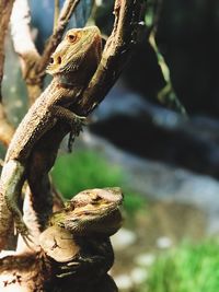 Close-up of a lizard on branch