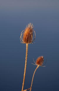 Close-up of dandelion