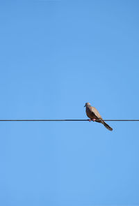 Low angle view of bird perching on cable against clear blue sky