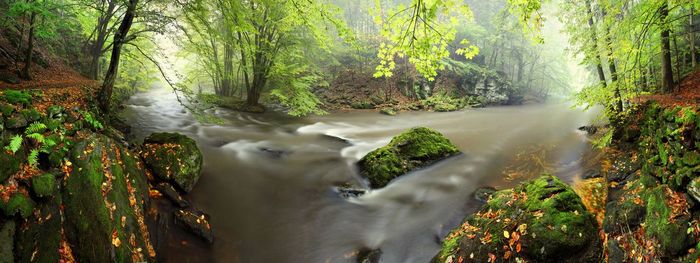 View of stream flowing through trees in forest