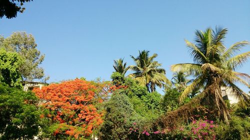 Low angle view of trees against clear blue sky