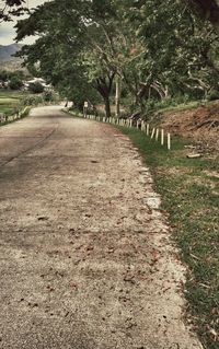 Road passing through forest