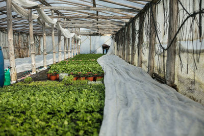 Man working by plants in greenhouse