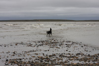 Dog on beach