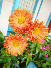 Close-up of orange flowering plant