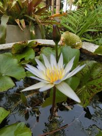 Close-up of water lily blooming outdoors