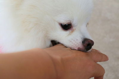 Close-up of a dog