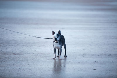 Portrait of french bulldog standing on sand at beach