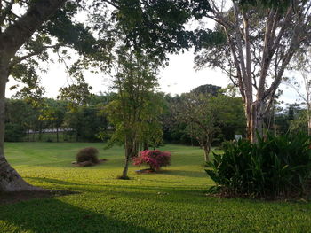 Trees on grassy field