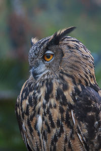 Close-up portrait of owl