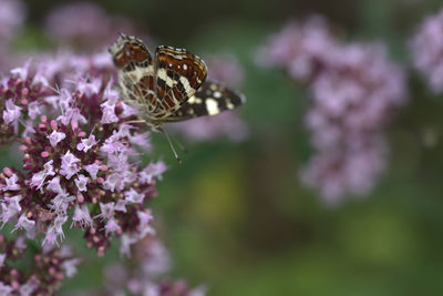 Close-up of honey bee on purple flower