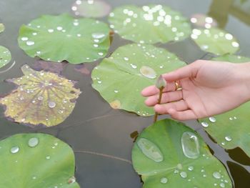 Cropped hand of woman touching lily pads in pond